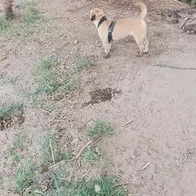 Buldog