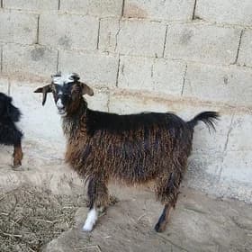 Cebis owlak