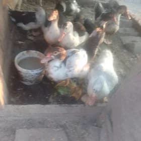 мускус