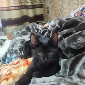 Домашний котёнок