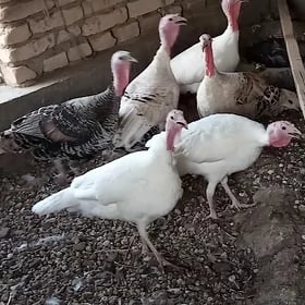 индюклар