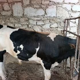 ala gara okiz