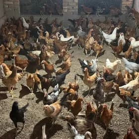 towuk horaz jüýje 5 aýdan geçe