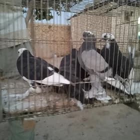 Kepderi