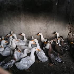 ordek gak gak