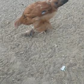 paroda juje
