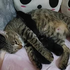 котята