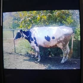 galişdeyn orginal Sygyry