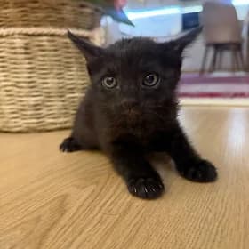 котенок