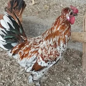 karlik horaz