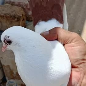 kepderi