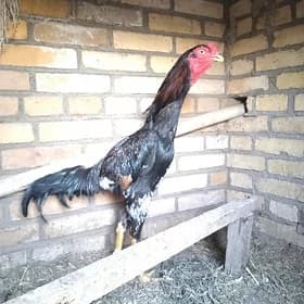 horaz