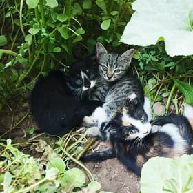котята, мама вислоухая