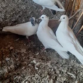 kepderi
