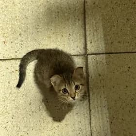 pişik,cat