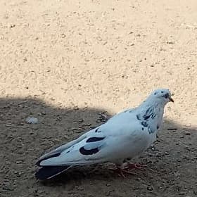 Kepder
