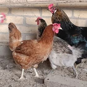 Gegant towuklar