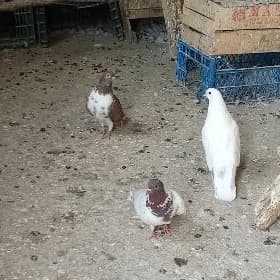 Kepderi
