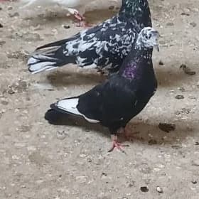 Kepderi