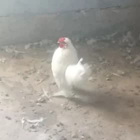 KarlikHoraz
