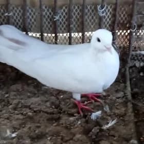 kepderi