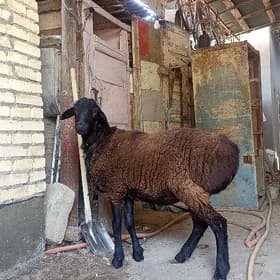 гоч