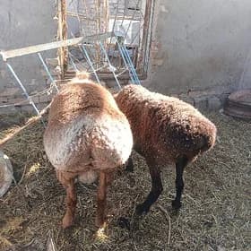 Koyun Koçkar