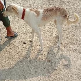tazi
