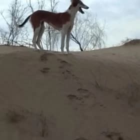 tazi