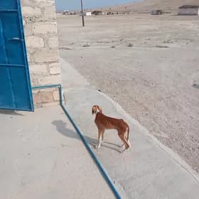 güjik tazi