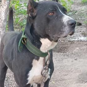pitbul mitis
