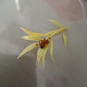 Akwarumy cistileỳän ulitka