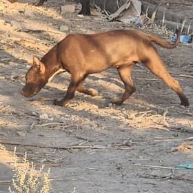 pitbul