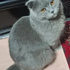 ПРОПАЛ КОТ🥲😿