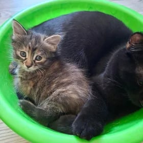 котята