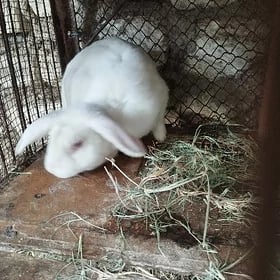 кролики на мясо и живые