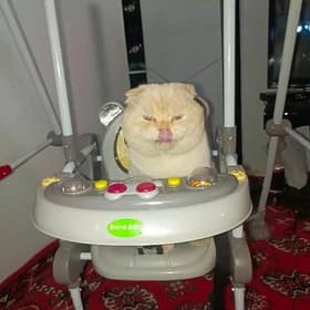 psik yitdi adi pamuk
