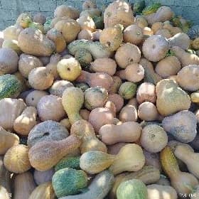 kädi