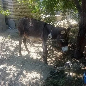 Eşek