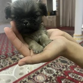 Pekines (Каралевский Пекинес)