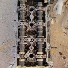 Corolla galowka haliji