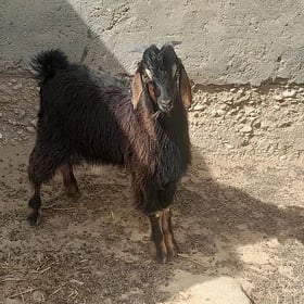 Çewiş çebiş cebış