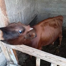 öküz