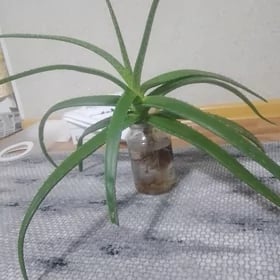 Алое