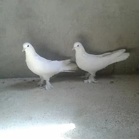 Kepderi