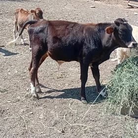 Oküz bn tuwe