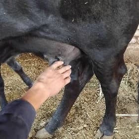 goleli sygyr