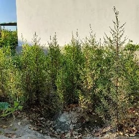 Arizonka giparis Şitil