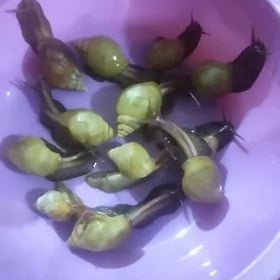улитки ахатины