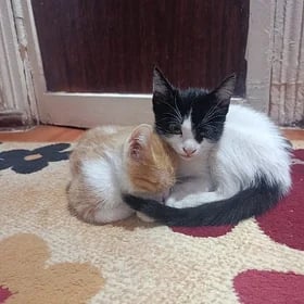 отдам в хорошие руки